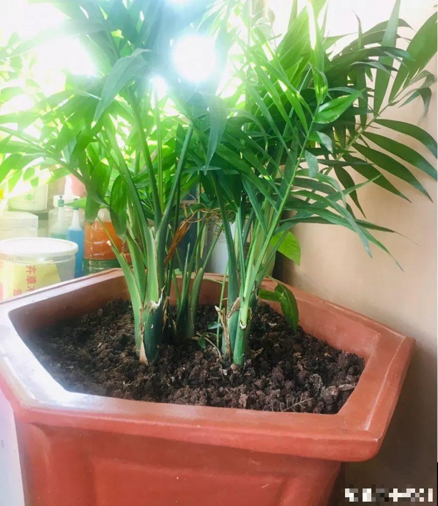 这4种花养在家里，就是一个小型的加湿器，不干不躁真舒服！