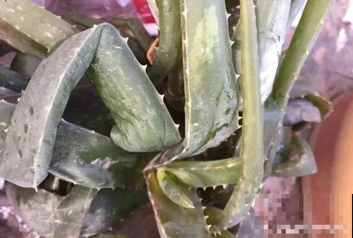 20种花最怕冷，一降温就黄叶，不做准备只剩空盆了！