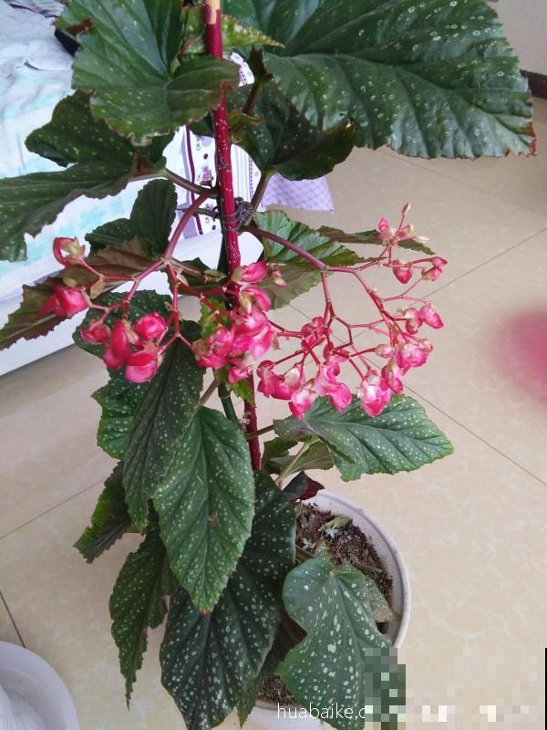 这花真耐旱，喷喷水就能活，一串花能开30朵