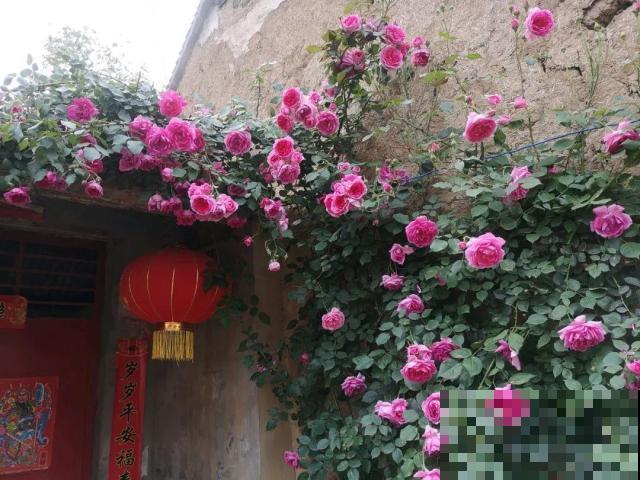 养花种菜和收拾小院子，这种自得其乐，是旁人体会不到的开心！
