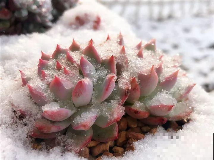 大雪天，只有这花还在继续开，真不是一般的抗冻！