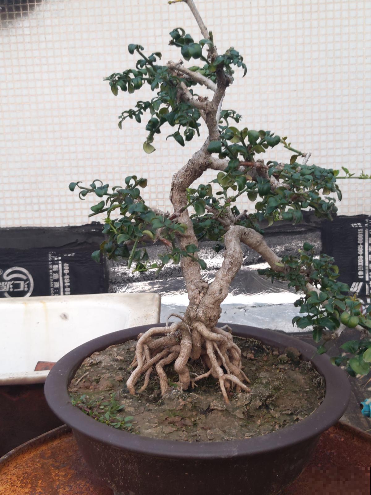 路边都是这植物，挖回家凹造型就变盆景，冬天还能开出金黄花海