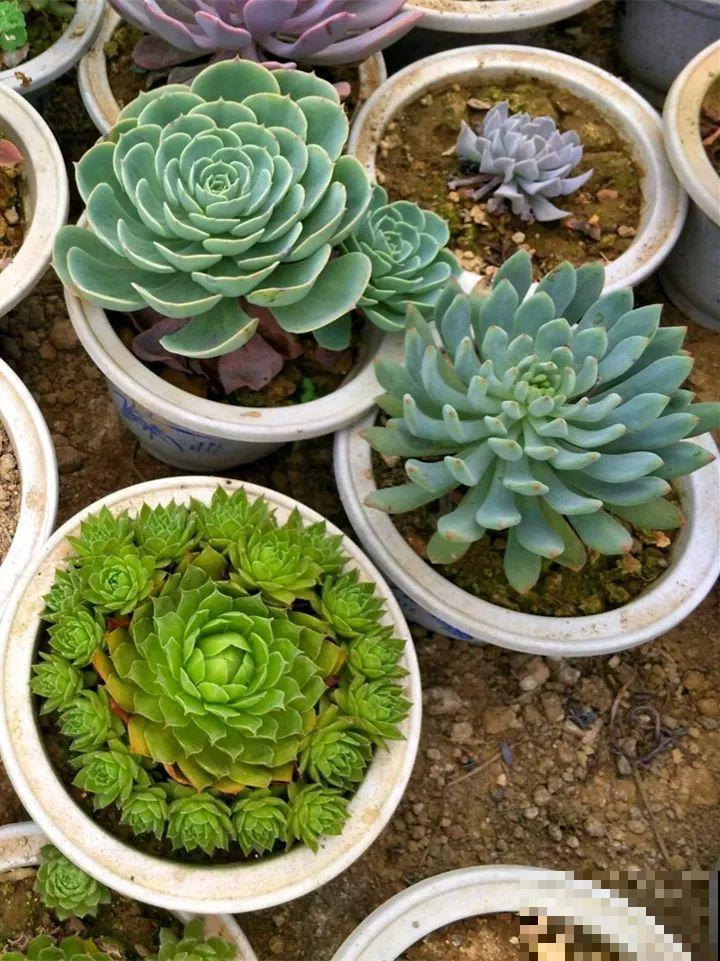 80岁老妈爱养花，家里脸盆都种满了，天天还问我要花！