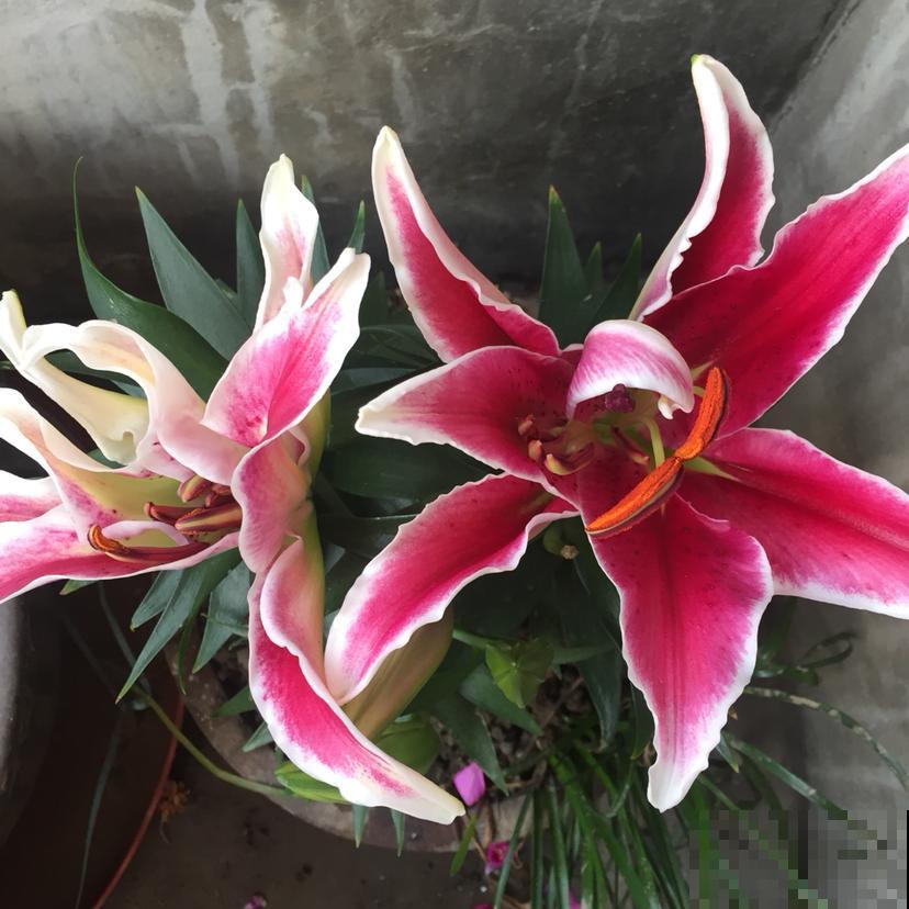一棵百合养一冬，分裂出十个大球根，原来是这么养出来的！