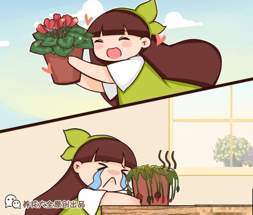 1个小技巧，给所有花都配好土，浇水从不烂根！