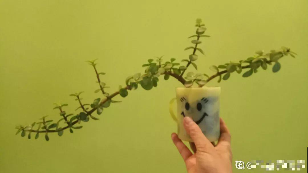 一到冬天，金枝玉叶就开始掉叶子，再不救，早晚成光杆！