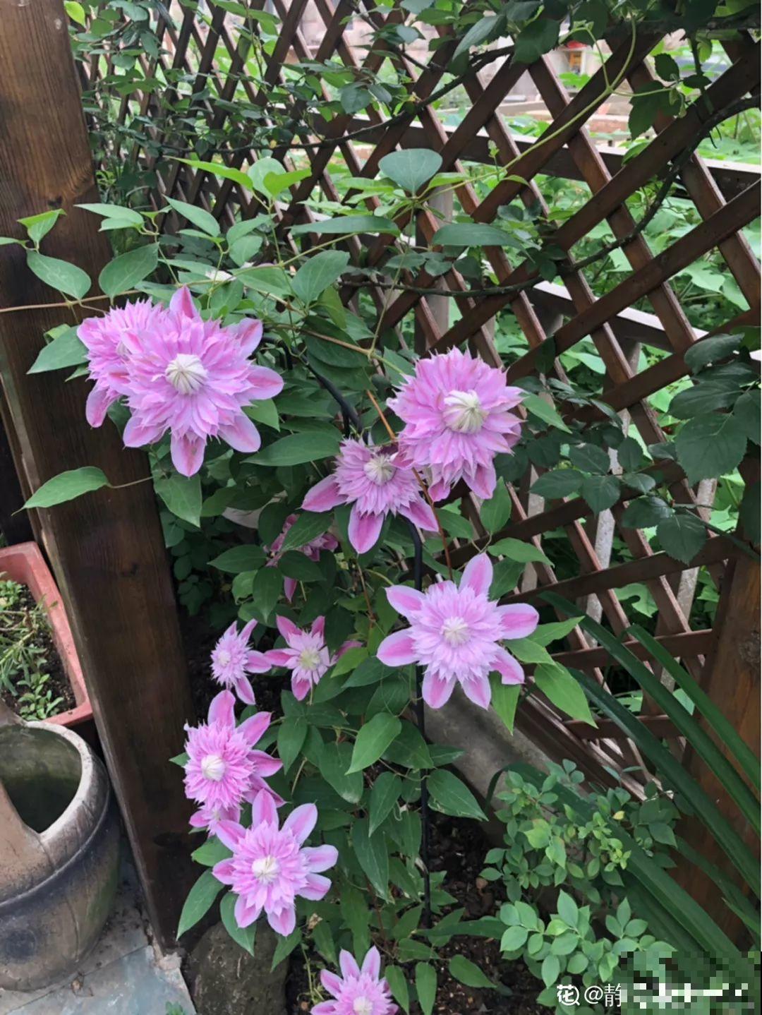 这花还就得现在种，刚好春天发芽，疯长开花成瀑布！