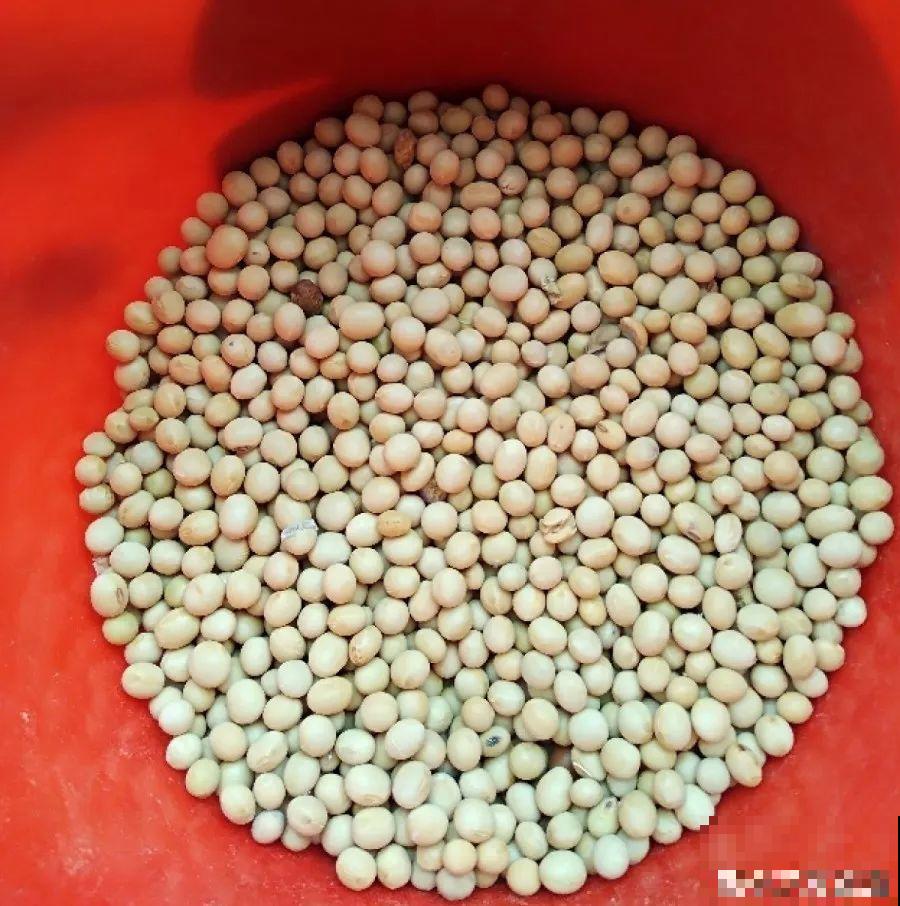 一个矿泉水瓶，半月种出大蒜苗，方法简单，吃着还放心！
