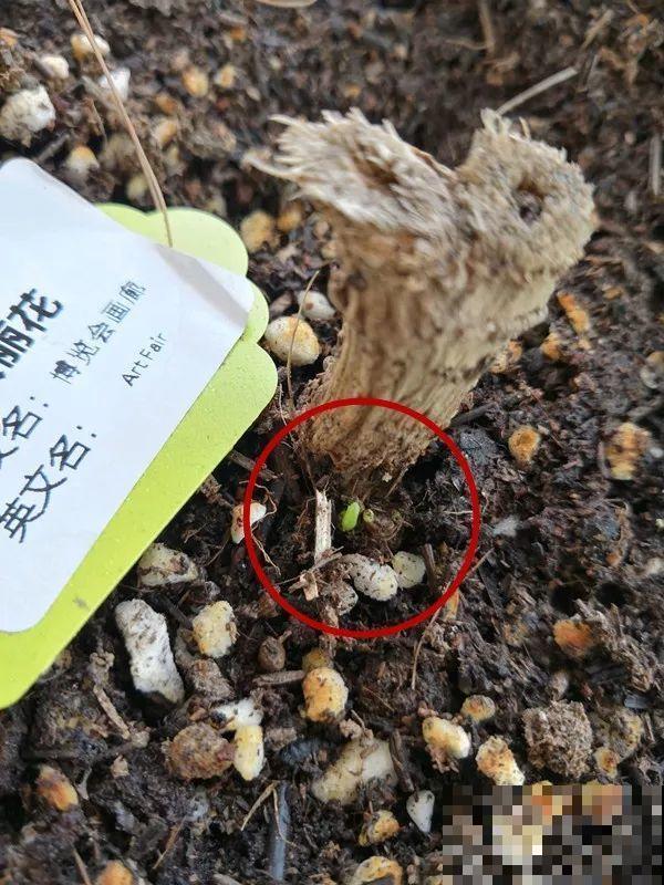 这花就是开花机器，连开6个月不歇气，邻居天天跑来看！