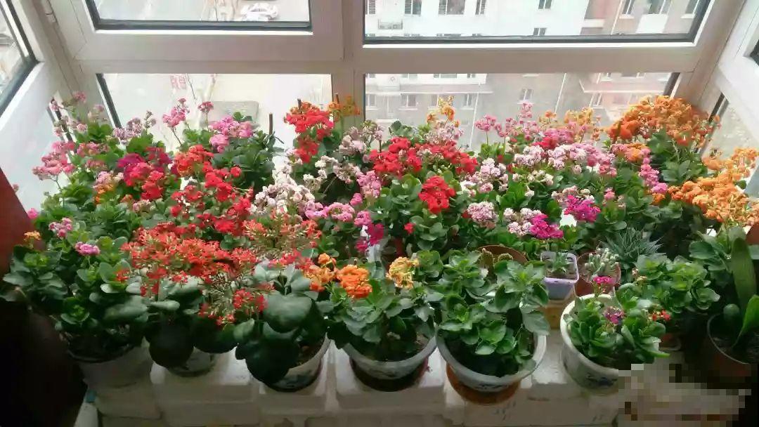 阳台封闭不通风养花，就选这8种花，能种出一个室内花园！