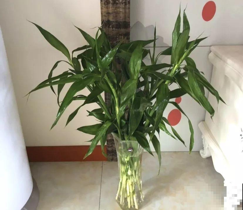 这10种花，天冷了要赶紧断水，冻伤了救都没法救！