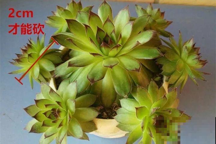 不怕冷的4种多肉，冬天越冻越好看，半年就能占满屋！