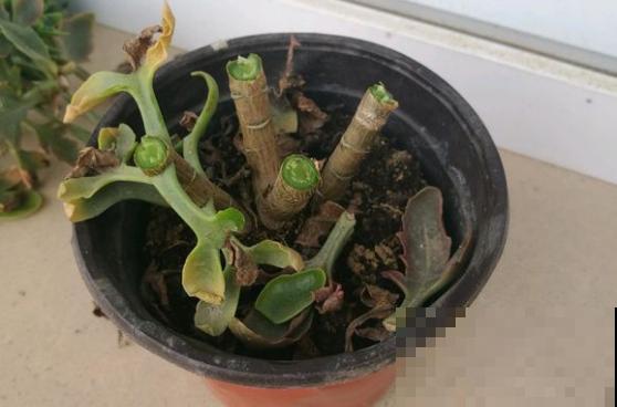 长寿不开花，一定是你错过了修剪，好多人不知道！