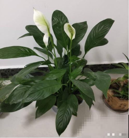 6种耐阴植物，放卫生间也能长，干净去异味！