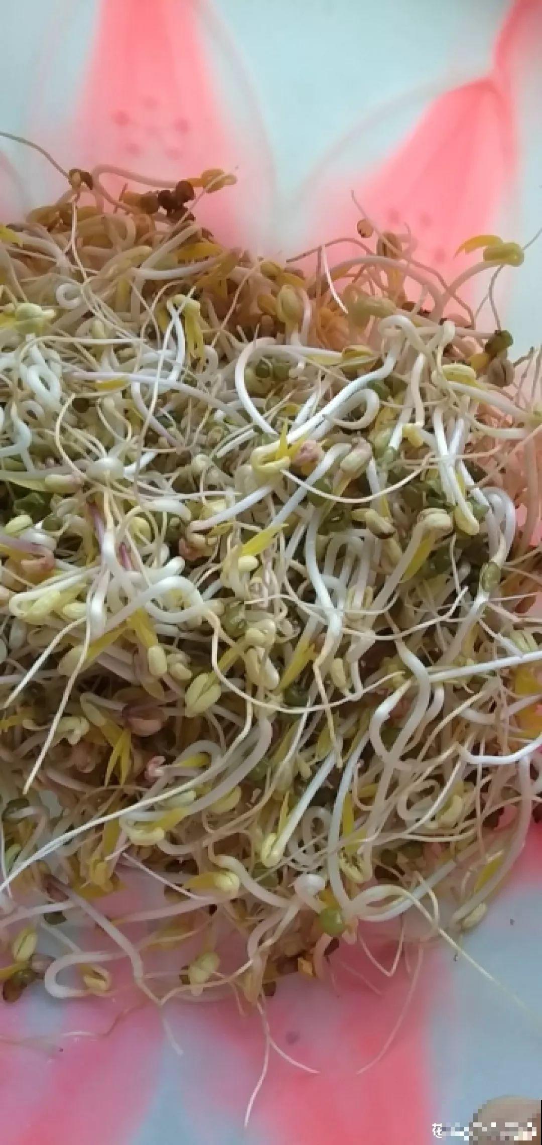 现在养盆它，10天变成小森林，过年就能上桌吃！
