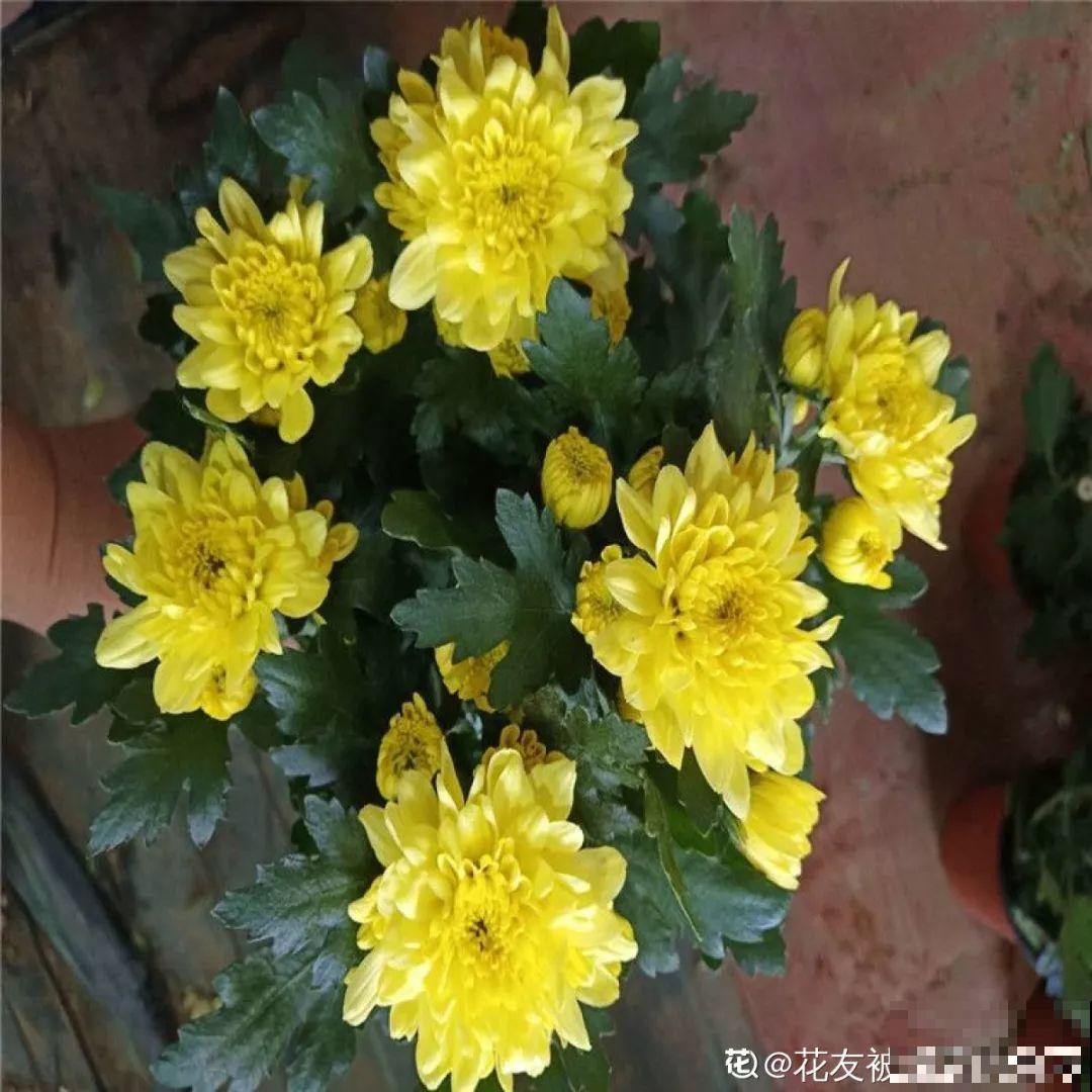 这4种花养在家里，就是一个小型的加湿器，不干不躁真舒服！