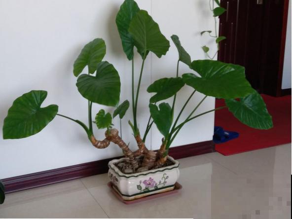 这6种花有毒，家里有小孩的要小心，千万别乱摸乱碰！