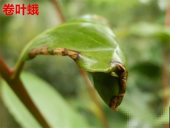 这花想要冬天开，就得狠心剪两刀，满树红花惹人爱！