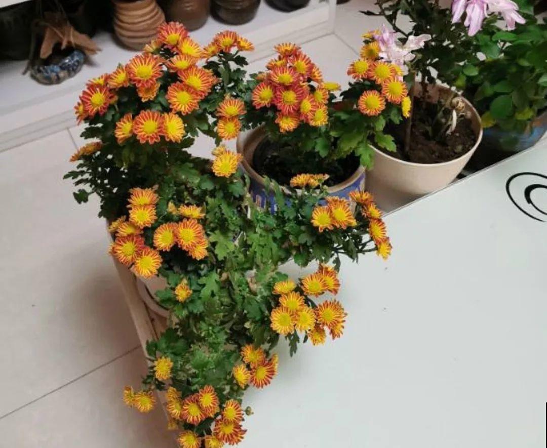 阳台再小也不怕，跟她学一招，把花挂起来养，不占地还好看！