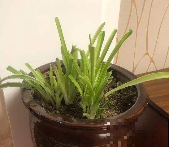 家里有这4种花，砍1刀能憋8个芽，两个月就爆盆！