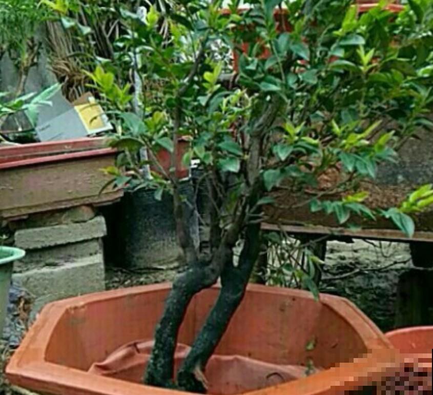 富贵人家都养这花，旺财旺运，养的越久越好！