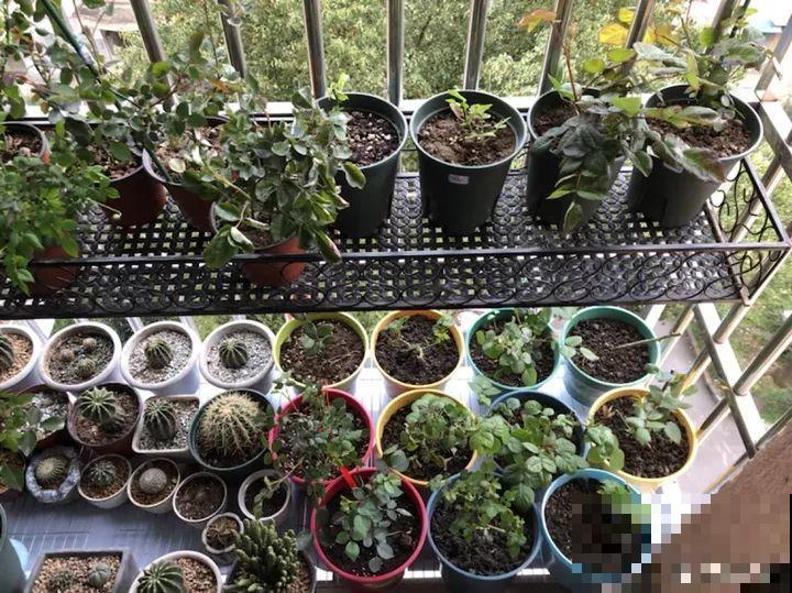 这种花盆要少用，稍微不注意，养花就容易黄叶烂根！