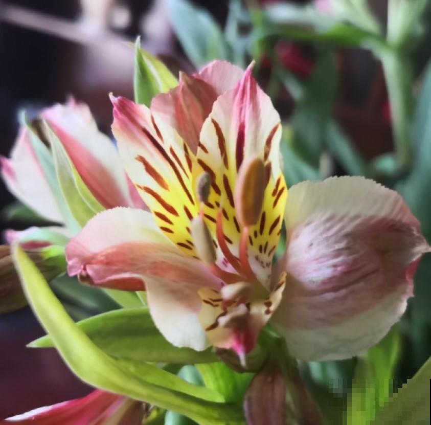 家里的植物别瞎摆，6种花要注意，养在家里不安全！