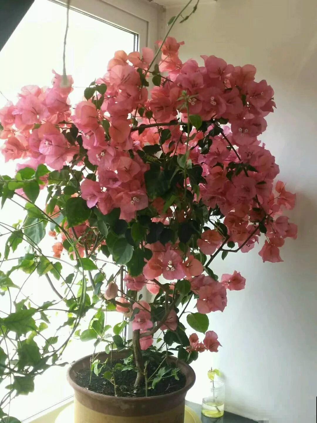 阳台封闭不通风养花，就选这8种花，能种出一个室内花园！