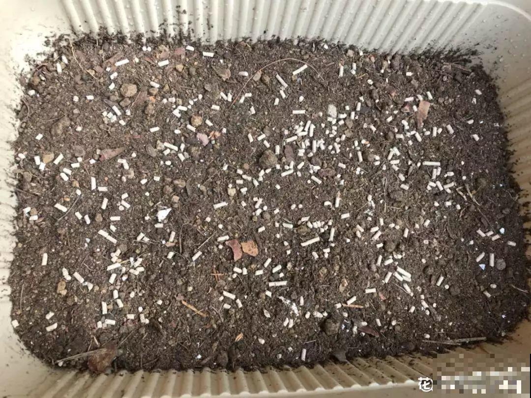 这8种花冬天别饿着，勤浇水多施肥，开花越来越多！