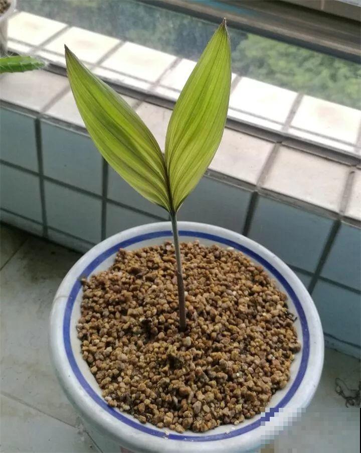 5块钱的水果埋土里，半年养成守家树，邻居都想花钱买！