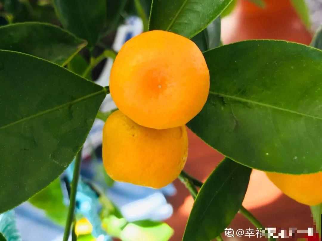 这10种花要慎买，小心养不活，心里贼难受！