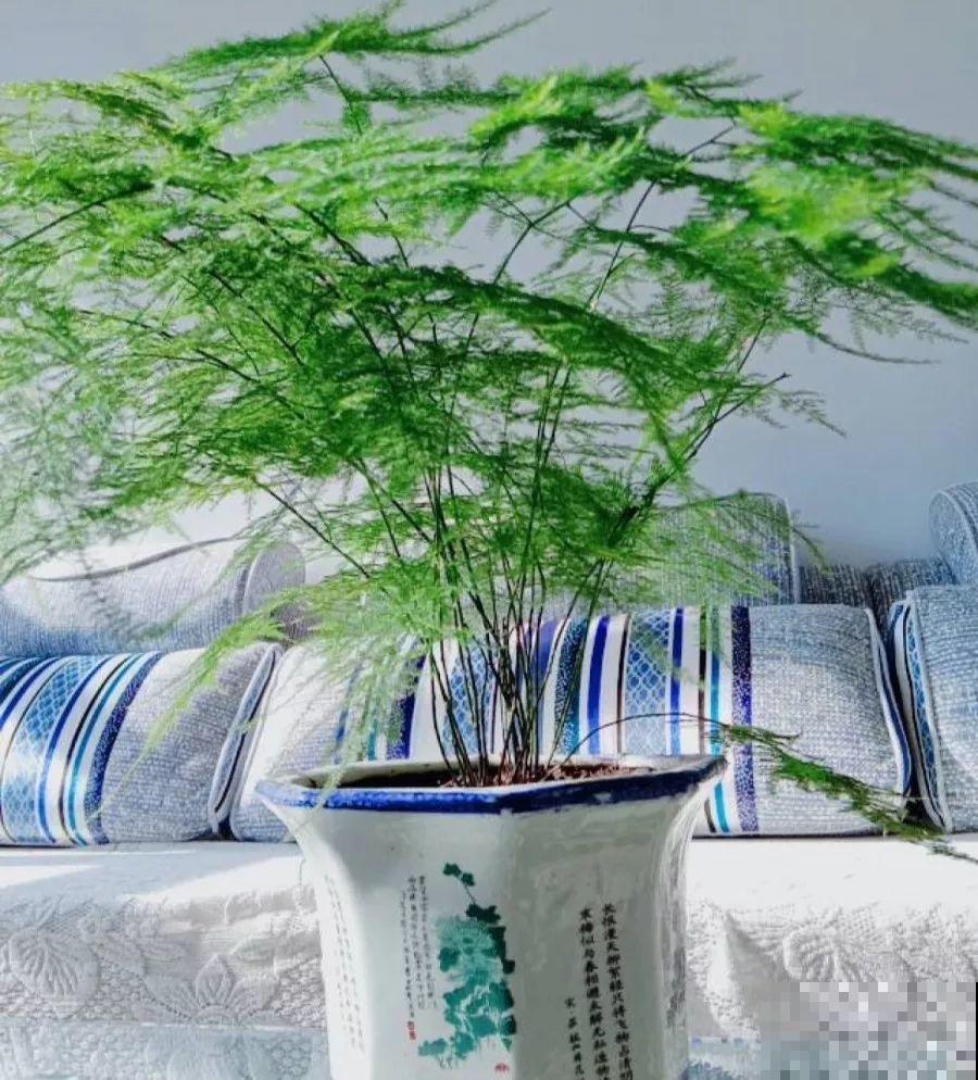最适合冬天养的4种花，杀菌去异味，养一盆顶个空气净化器！