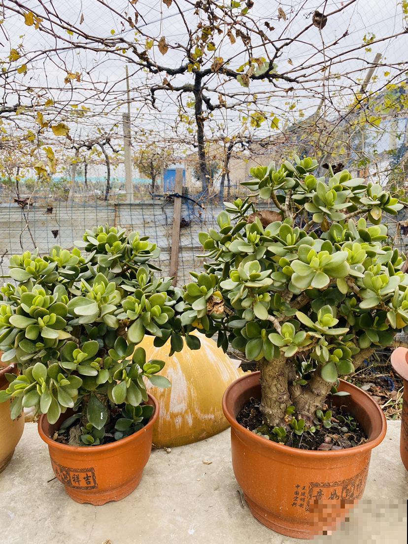 这花能养30年，养一盆能做传家宝，越养越值钱