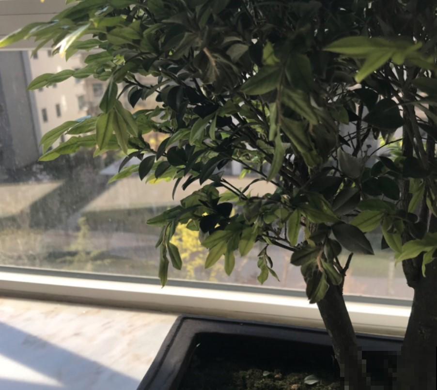 富贵人家都养这花，旺财旺运，养的越久越好！
