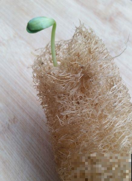 丝瓜瓤养花真是绝佳，切碎能垫盆底，切一半还能当花盆使！