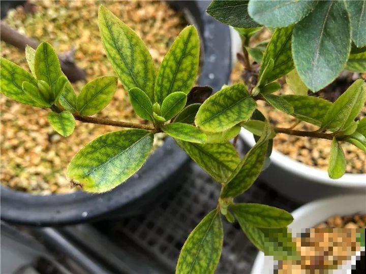 都说这花难养，10年不换盆，年年开花成宝贝！