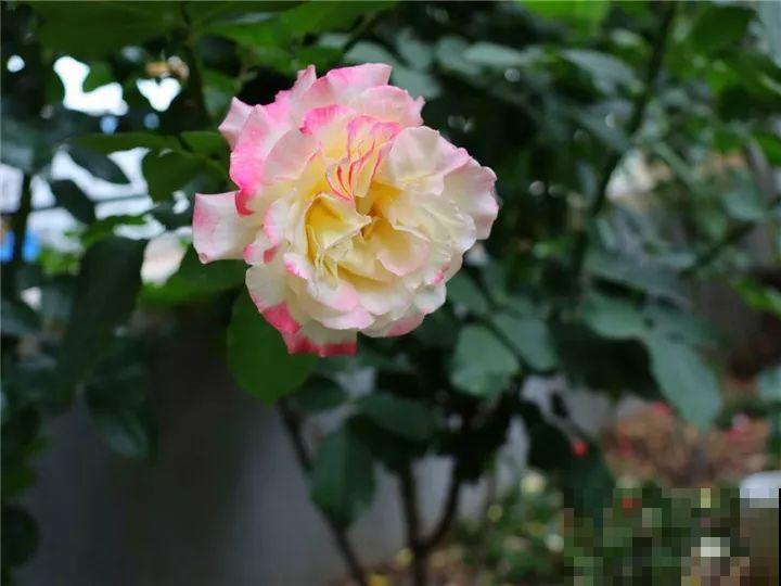 这花不能养太老，越老越不爱开花，最后变成木疙瘩！