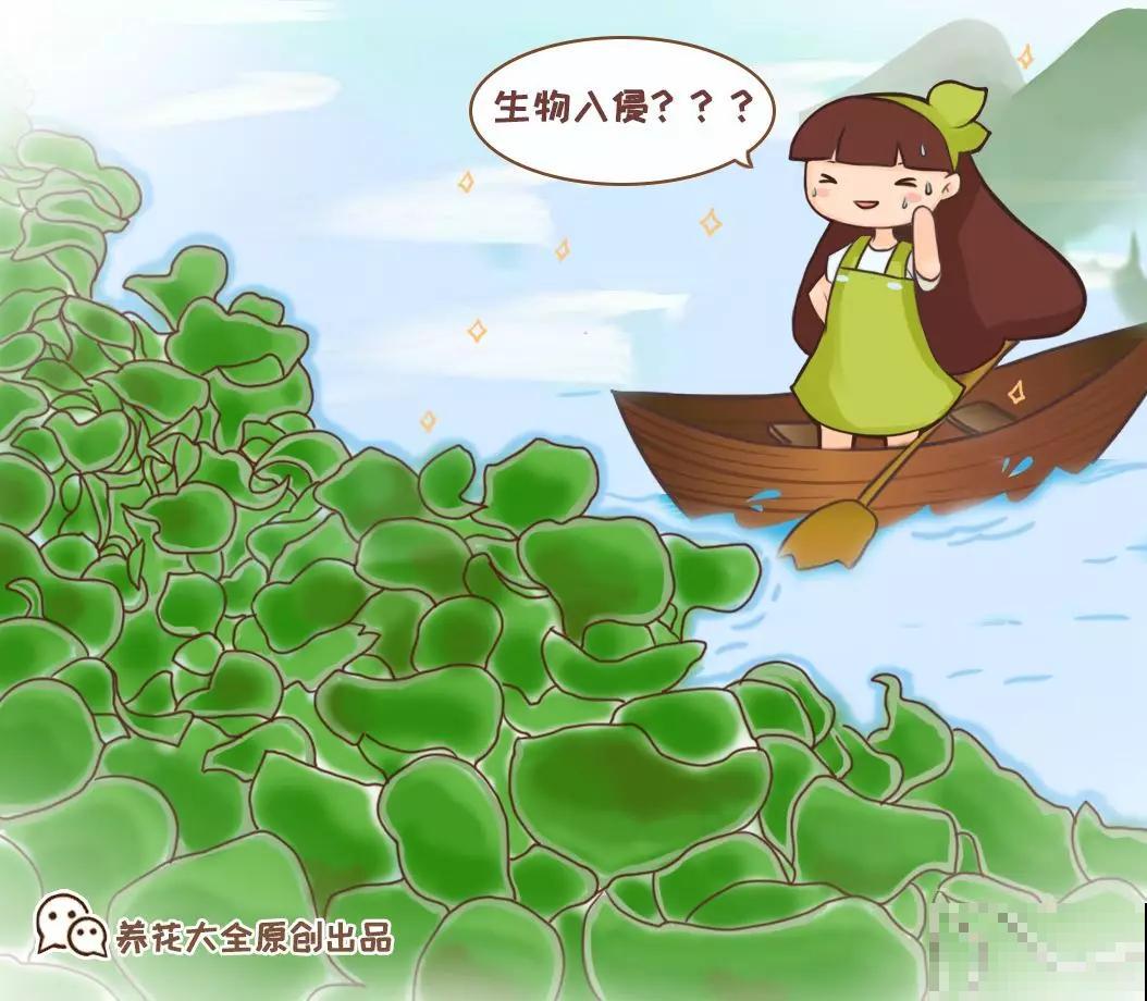 千万别养这花，枝条沾水就活，生物入侵太可怕！