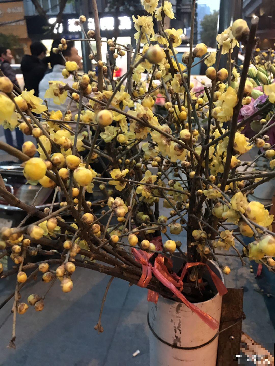 14种香水花，家里摆一盆，满屋子都是香味！