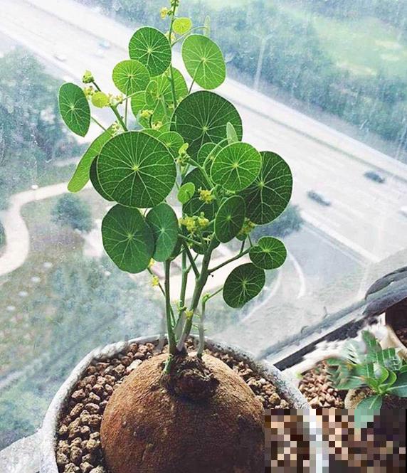 8种耐阴绿植，净化空气效果好，还能提升家居格调！