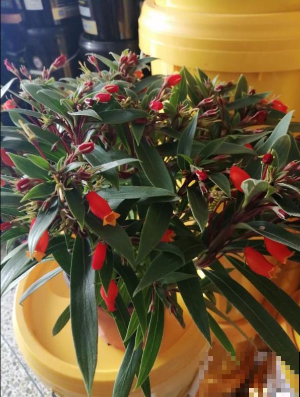 这花一年能开200天，开花像小金鱼，家里养一盆，一年到头有花看