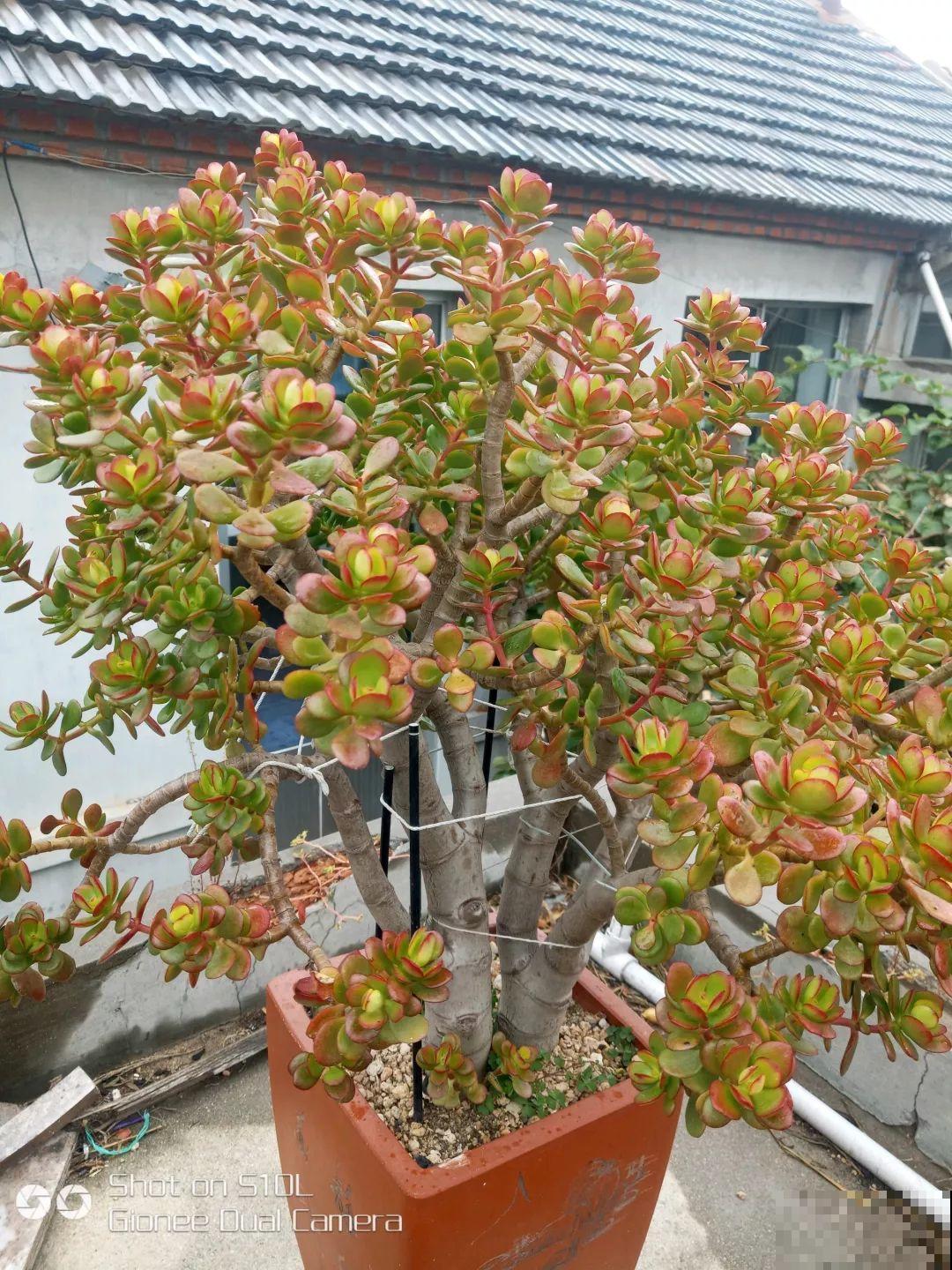 养了20年的玉树，杆子比大腿还粗，满树白花跟下雪了一样！