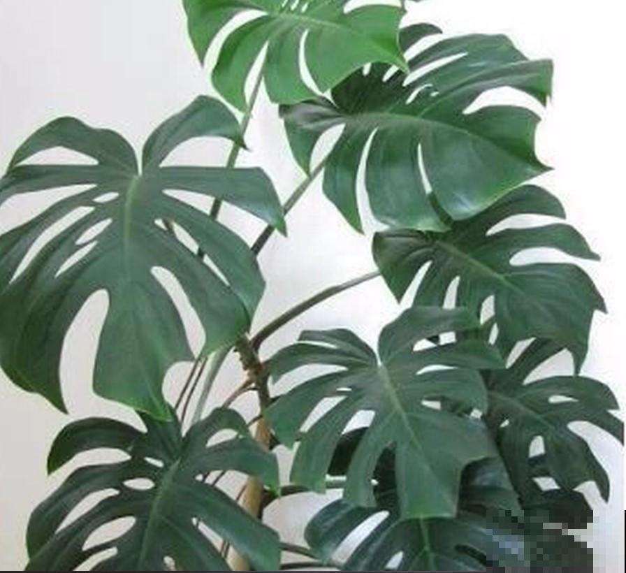 家里面都养了这植物，能够净化房间的空气，清除异味！