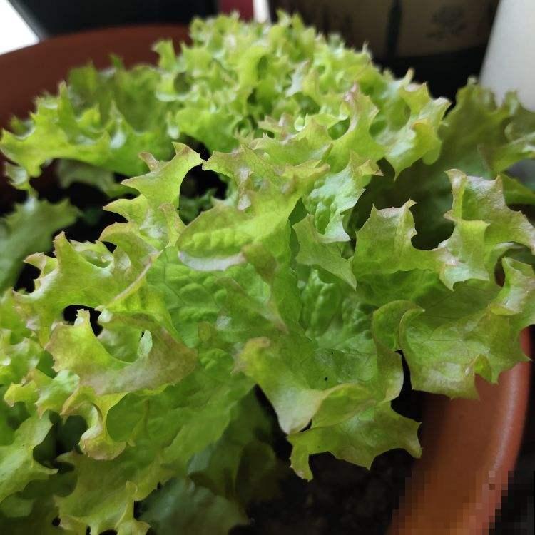 现在种这2种菜，撒上种子就能长，过年就能吃
