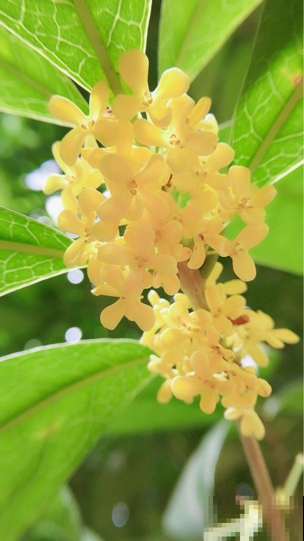 在家养一盆这种花，花香持久很迷人，特别受欢迎！