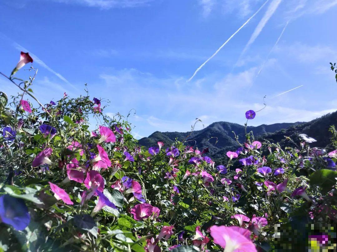 想养好花，就得付出劳动，从开花到结果，无一不是美的！