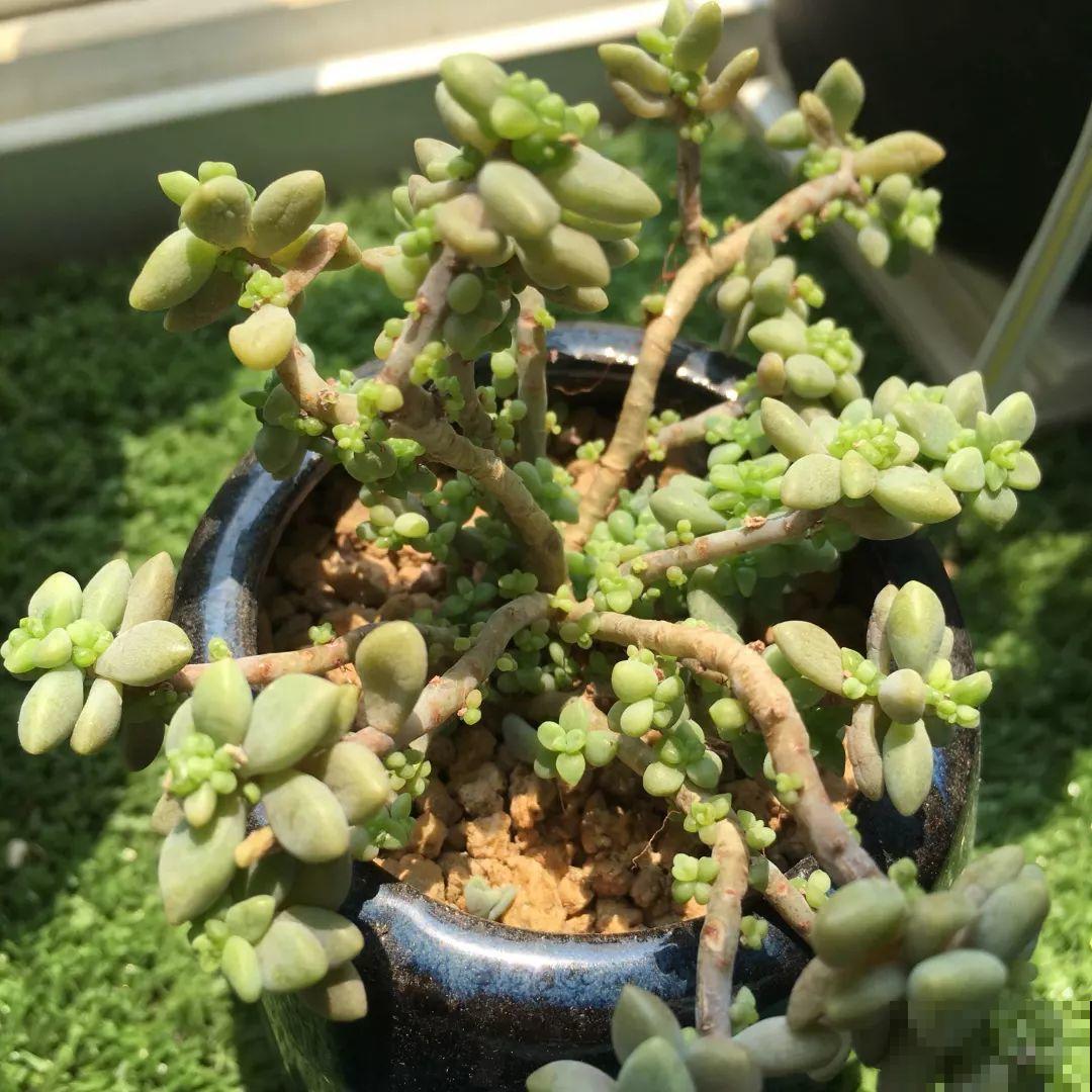 为了让多肉变成漂亮的果冻色，大冬天，他把叶子摘个精光！