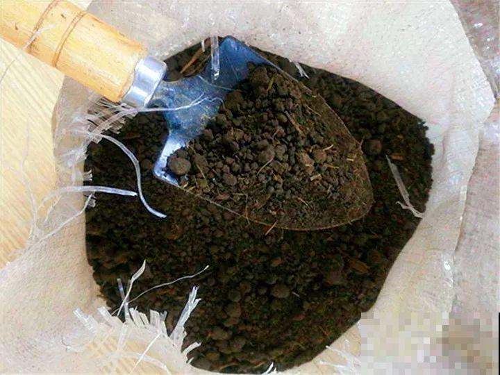 最适合冬天养的花，抗冻又省心，能一直开到明年春天！
