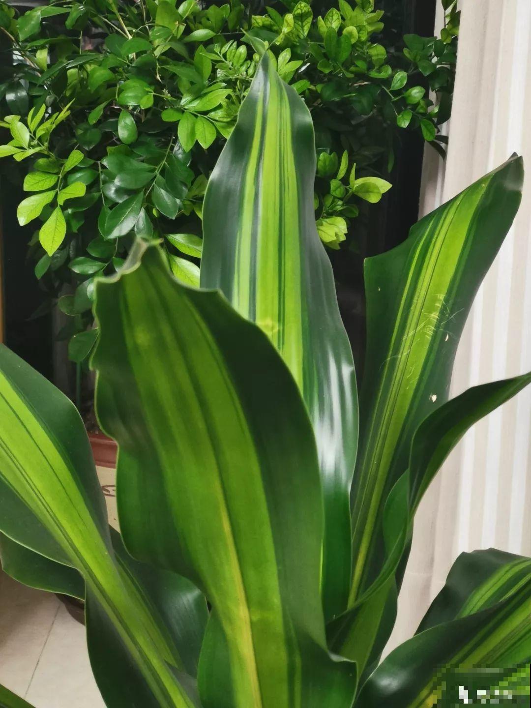 这4种花养在家里，就是一个小型的加湿器，不干不躁真舒服！