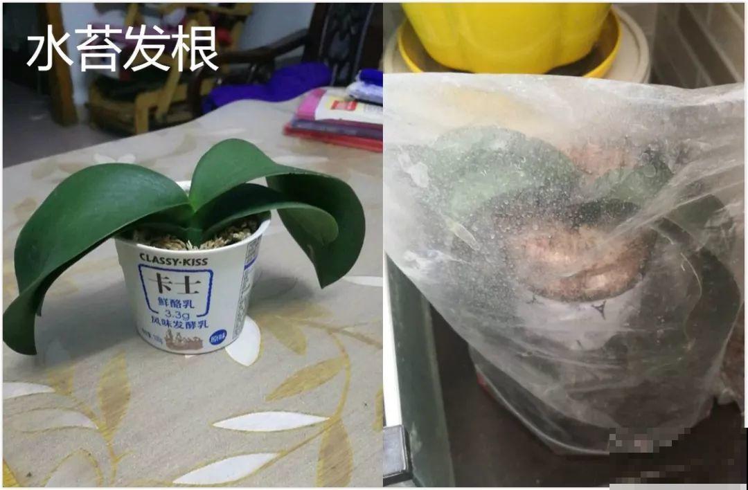 公认的开花机器，一年能开8个月，光不好也能养！